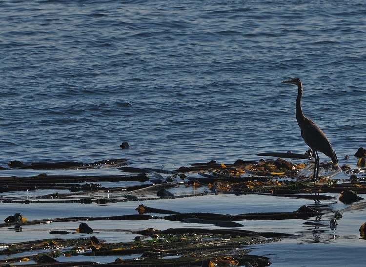 heron on rock
